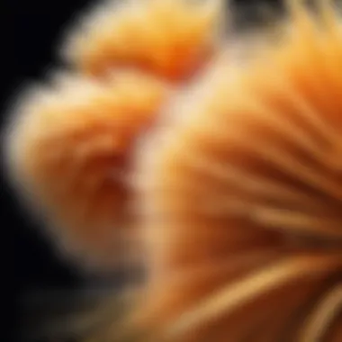 Close-up of static duster fibers highlighting cleaning technology