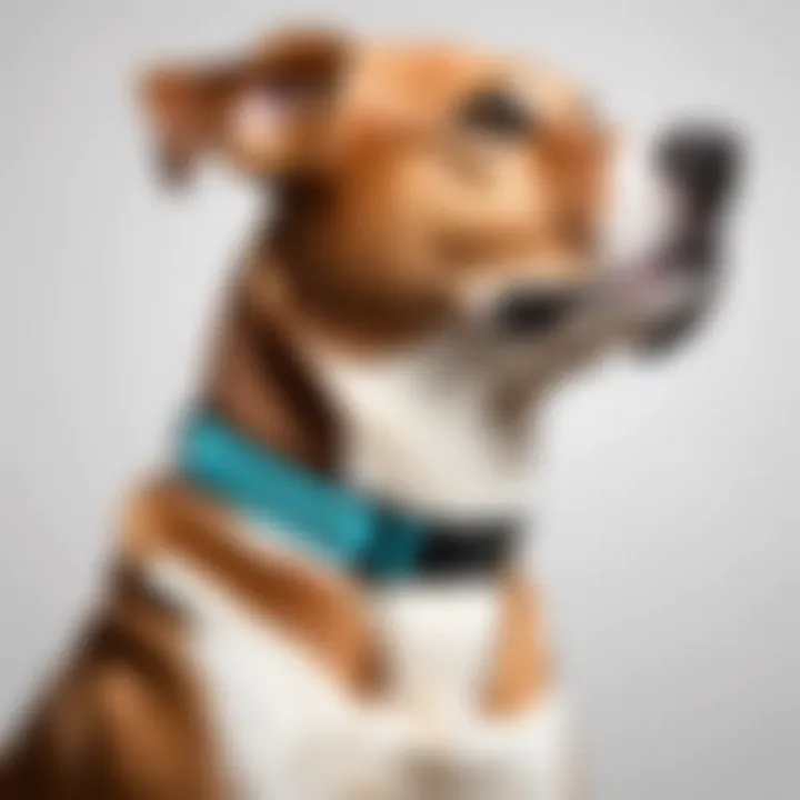 A close-up of an app-controlled dog collar with a smartphone displaying its features.