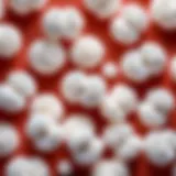 Close-up view of downy cotton beads showcasing their soft texture and natural characteristics